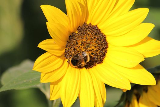 Bunblebee working on a beautifup sunflower by srpingtime