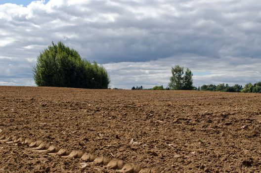 plowed agriculture field and trees growing between soil.