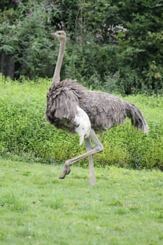 Grey ostrich walking on the green grass