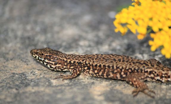 Colorful lizard on a stone near yellow flowers