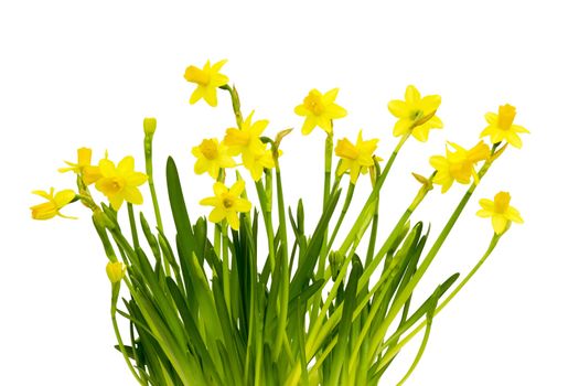 Yellow daffodils isolated on white