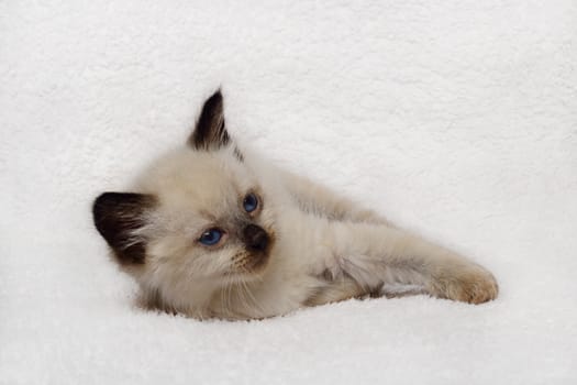 funny kitten lying on a warm, soft coverlet