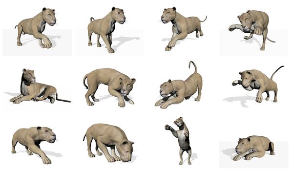 Set of several lioness attitudes with their shadows in white background
