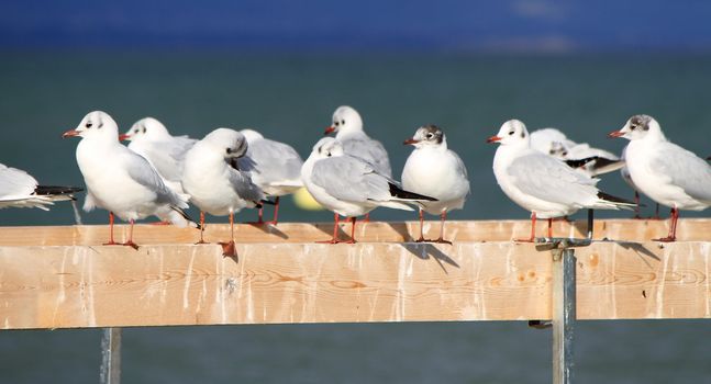 Seagulls standing quietly on a wood at the shore lake by sunset