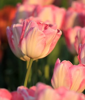 Close up of pink tulips in a garden