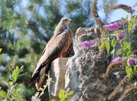 Beautiful eagle standing on a rock near flowers