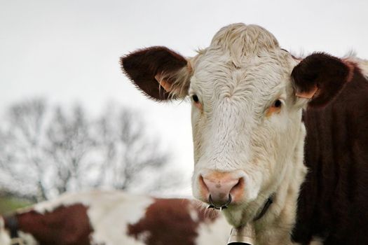 Portrait of a white and brown cow in a meadow next to others by cloudy day