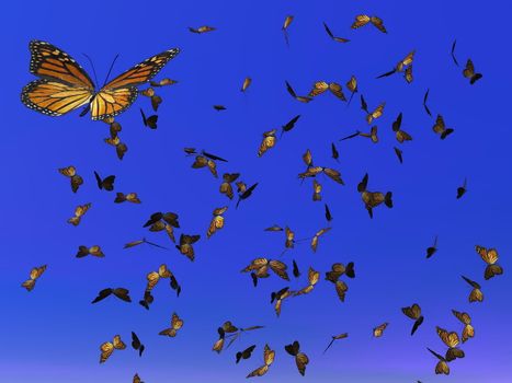 Lots of colorful monarch butterflies flying for their annual migration in deep blue sky