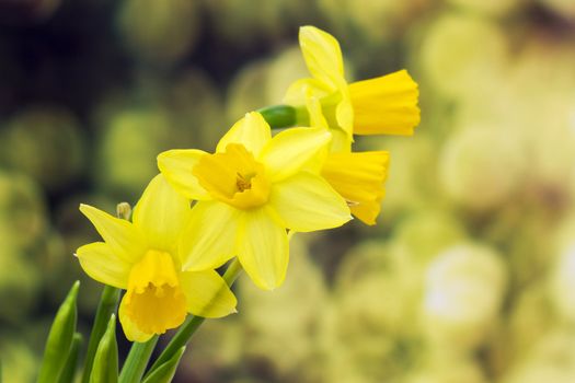 Yellow daffodils