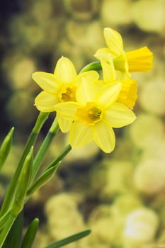 Yellow daffodils
