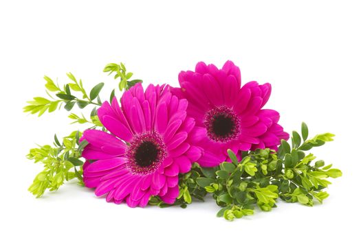 gerbera daisies on white background