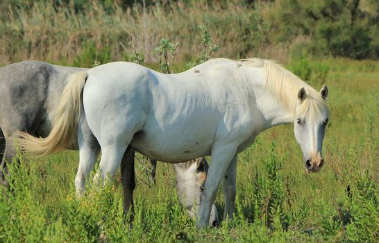 Camargue horses standing in a meadow by sunny day, France