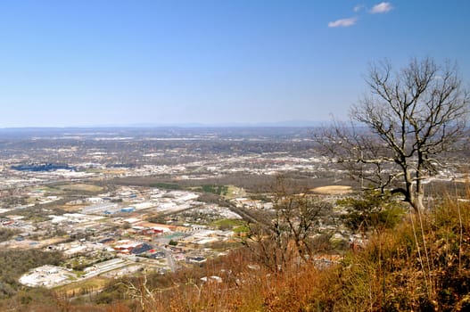 A Tree looks over Chattanooga
