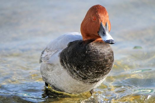 Colorful male pochard duck with typical red head and eye walking out of the water