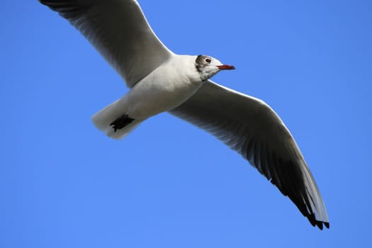 Black-headed gull with its typical winter black and white head flying in the blue sky