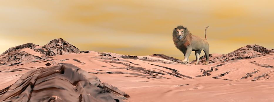 Lion standing alone in the desert by sunset light