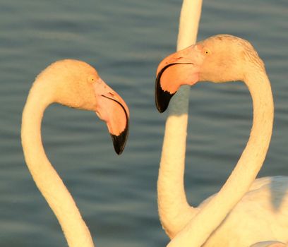 Close up of white flamingo heads