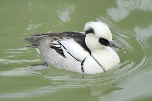 White male duck smew floating on the water