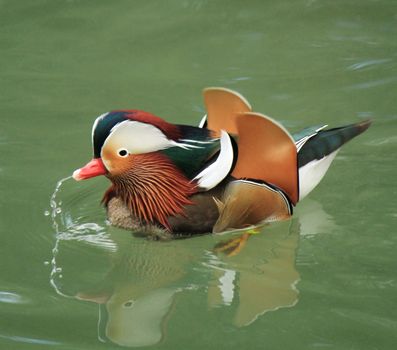 Mandarin duck floating on the water
