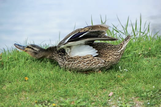 Duck mallard female shaking wings on the grass near the lake