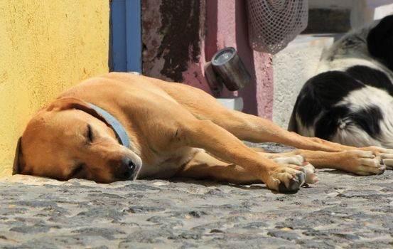 Golden retriever dog sleeping in the street by sunny day