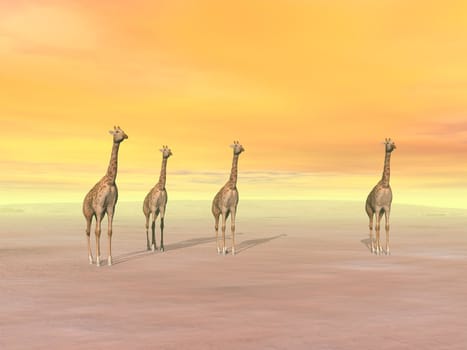 Four giraffes standing in the desert by sunset