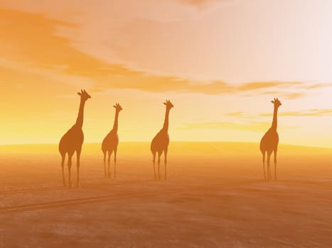 Silhouette of four giraffes standing in the desert by sunset