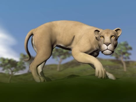 Vigilent lioness walking slowly and blurry savannah background