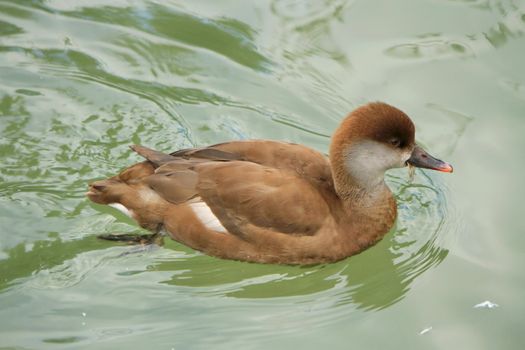 Brown female pochard duck with typical grey cheeks floating on the water lake
