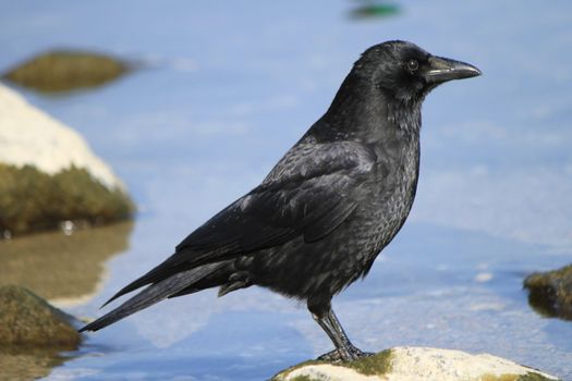 Black crow standing on a rock near the water and observing in front of him