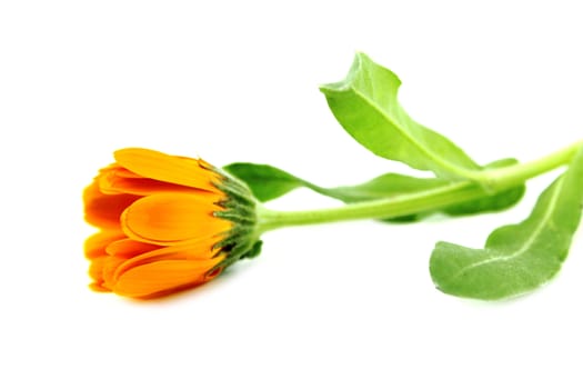 Beautiful spring flowers background .