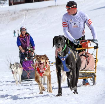 PLATEAU MOSSES - LA LECHERETTE - MARCH 10 : international race sled dogs on March 10, 2013 at plateau Mosses - La Lecherette, Switzerland.