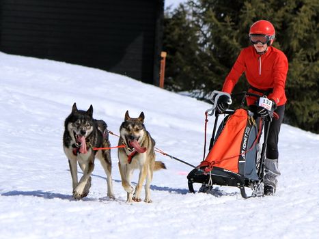 PLATEAU MOSSES - LA LECHERETTE - MARCH 10 : international race sled dogs on March 10, 2013 at plateau Mosses - La Lecherette, Switzerland.