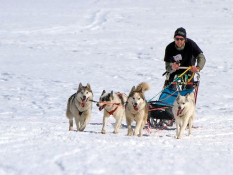 PLATEAU MOSSES - LA LECHERETTE - MARCH 10 : international race sled dogs on March 10, 2013 at plateau Mosses - La Lecherette, Switzerland.