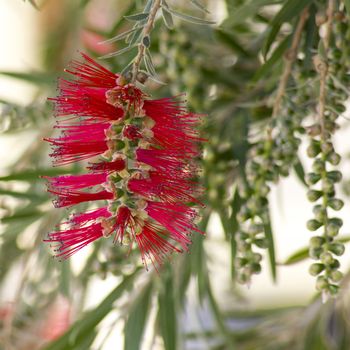 Callistemon - red bottlebrush flower in bloom 