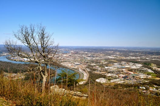 A Tree overlooks Chattanooga
