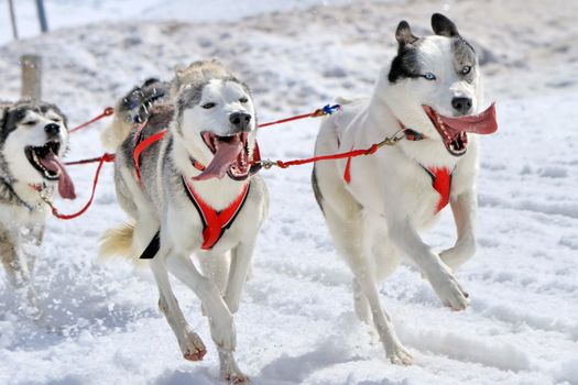 A husky sled dog team running fast with tongue outside by winter day