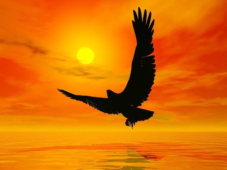 Shadow of an eagle flying to the sun by red sunset over the ocean