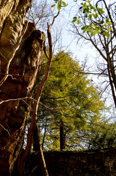 Trees in Rock City
