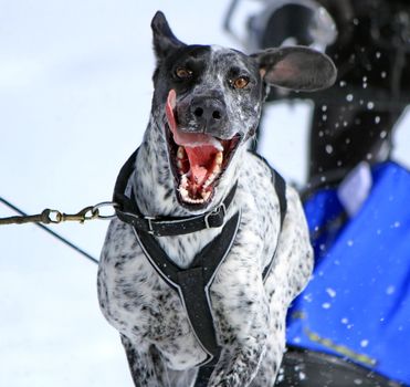 Portrait of a eurohound sled dog at work