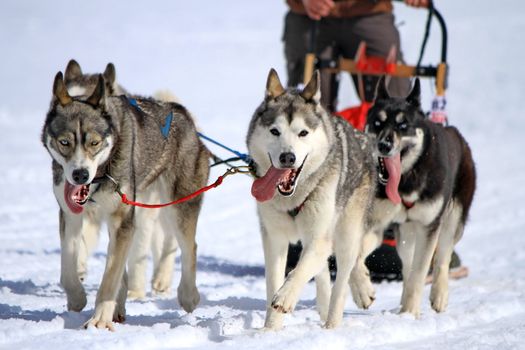 A husky sled dog team at work with tongue outside by winter day