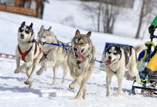 A husky sled dog team running fast with tongue outside by winter day