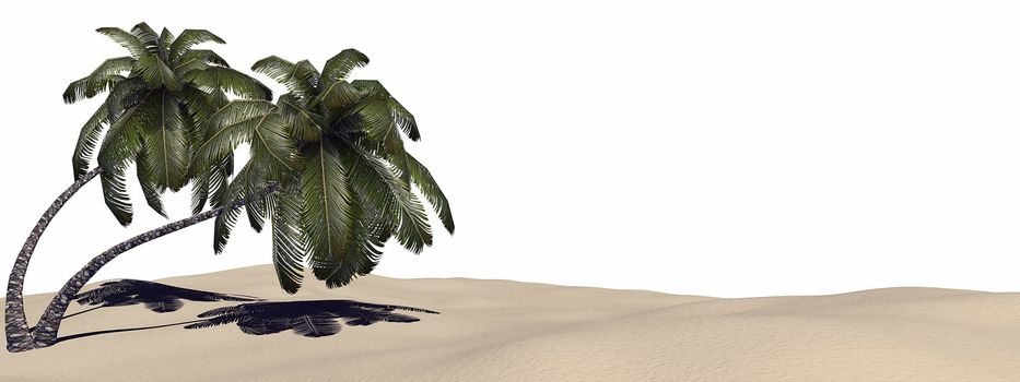 Palm trees at the tropical beach in white background