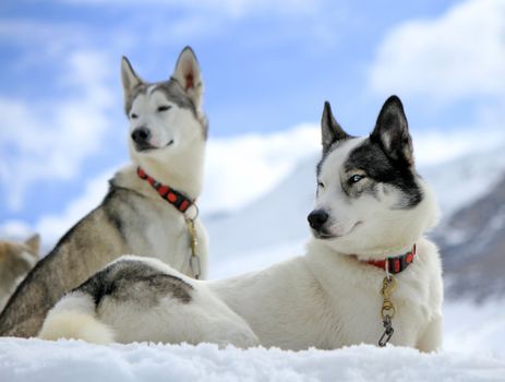 Siberian husky dogs wearing red necklace portrait sitting on the snow and cloudy sky background