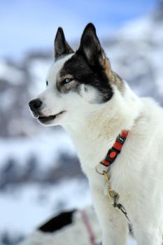 Siberian husky dog wearing red necklace portrait and mountain background