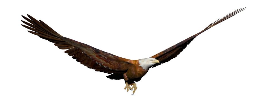 Eagle flying with wide open wings in white background