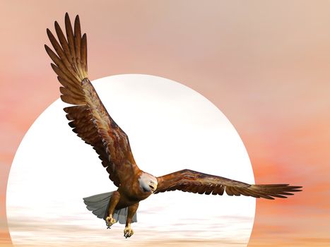 Eagle flying in front of big sun