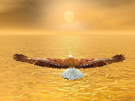 Eagle flying to the sun by brown sunset over the ocean