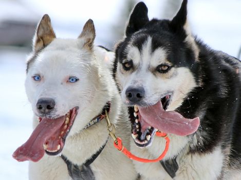 Two husky sled dog running fast with tongue outside by winter day