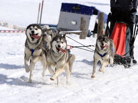 A husky sled dog team running fast with tongue outside by winter day